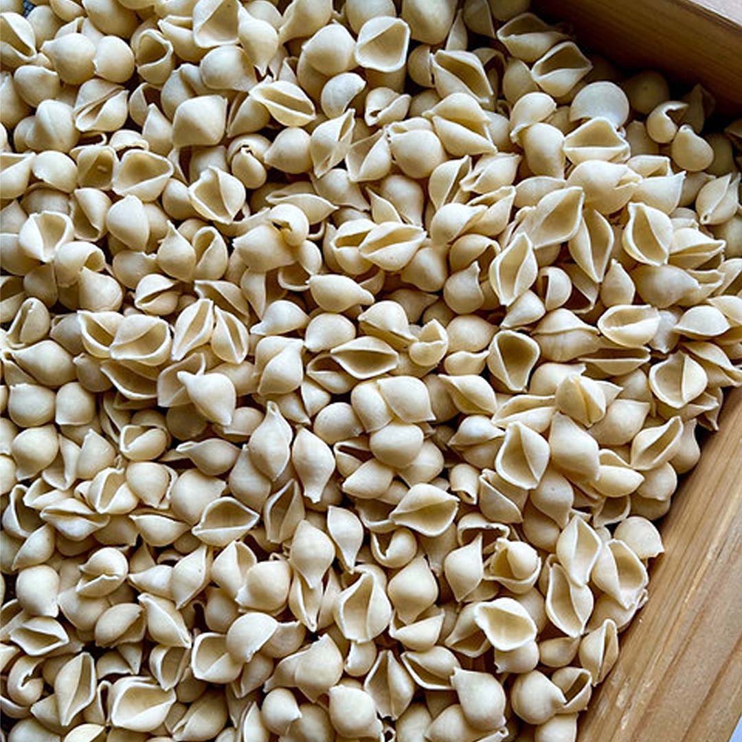Conchiglie